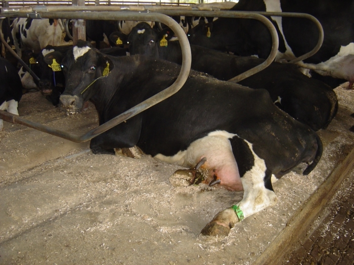 В России предлагают разрешить продавать молоко коров больных лейкозом