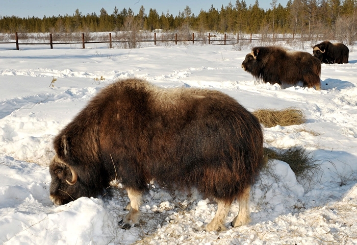 Ямальских овцебыков отправят в Якутию для эксперимента