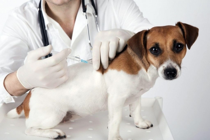 С 1 по 8 апреля в Якутске пройдет бесплатная вакцинация домашних животных