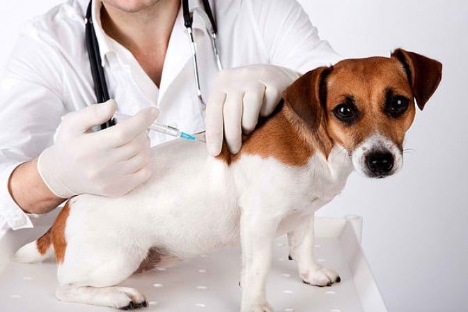 В Якутске пройдет вакцинация домашних животных