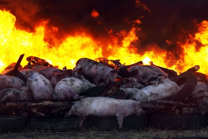 Девять голов свиней спасли пожарные в поселке Арылах