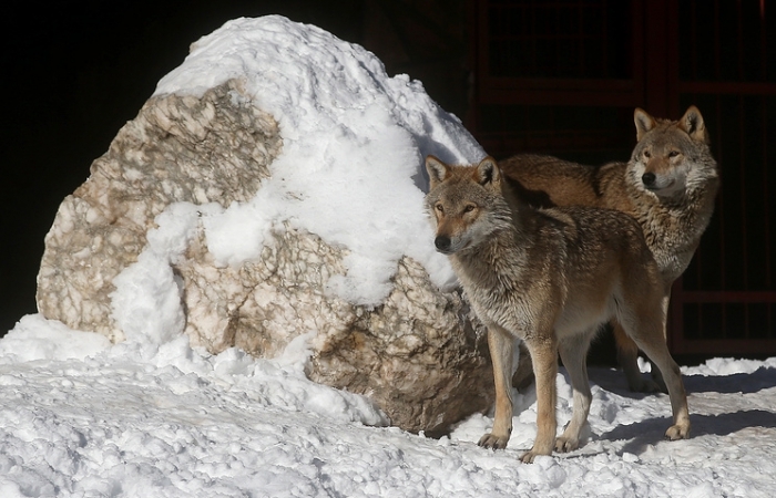 В Якутии волки значительно снижают поголовье оленей