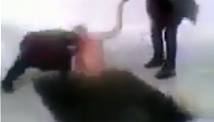 Видеофакт: В Якутии в проруби едва не утонул "помощник" моржа