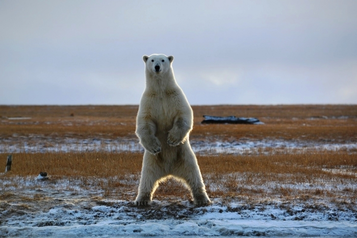 В Нижнеколымском районе провели мониторинг перемещений белых медведей