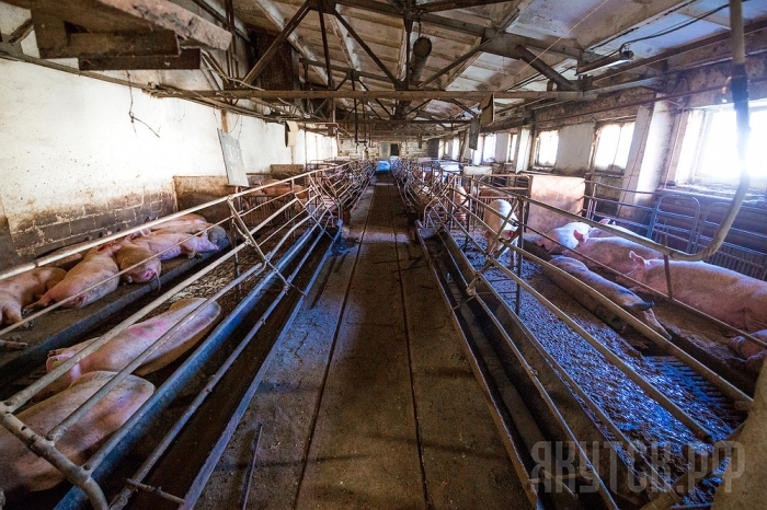 Хатасский свинокомплекс удваивает производство мяса