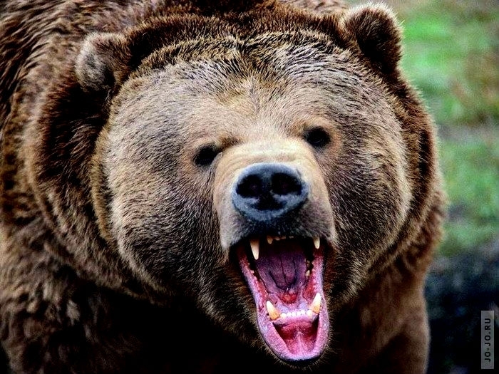 СК проверит желудок, предположительно, напавшего на геолога в Якутии медведя