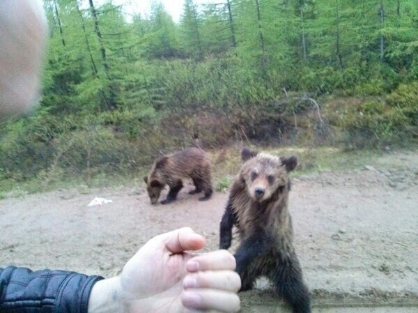 В Якутии расплодились медведи