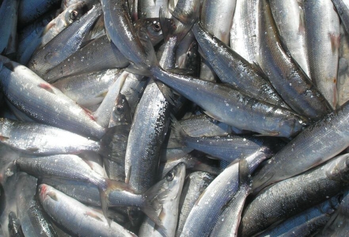 Чокурдахский браконьер незаконно выловил 368 рыбин чира
