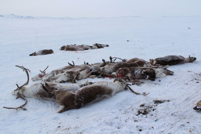 Стали известны имена подозреваемых в расстреле 24 оленей в Якутии