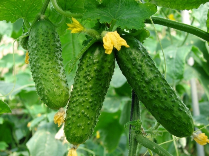 Инвестор ТОР ИП «Кангалассы» обеспечит жителей Якутии свежими овощами