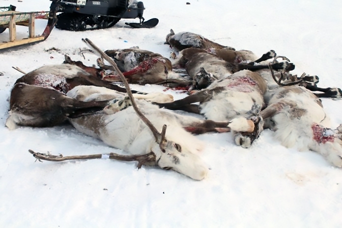 Глава МВД республики: в убийстве оленей в Якутии "замешаны люди в погонах"