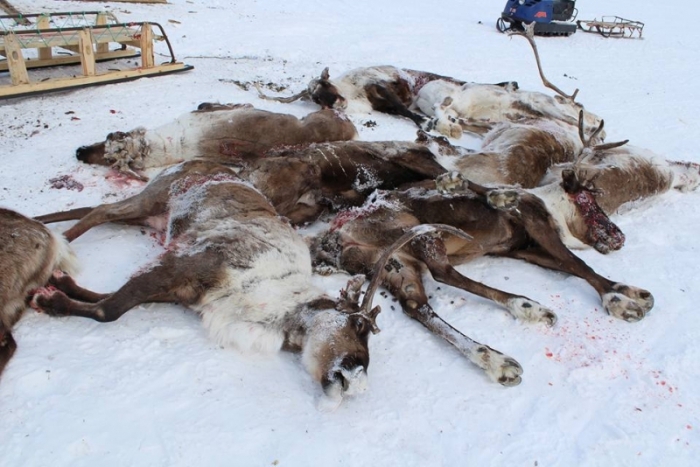 Оленеводов хотят сделать крайним в деле об убийстве ездовых оленей