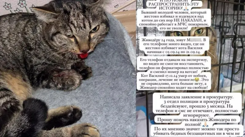 В Якутске вынесен приговор мужчине, истязавшему кота