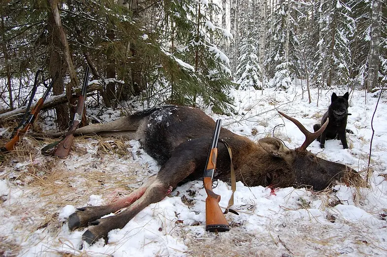 Теперь 400 тыс. за отстрел лося