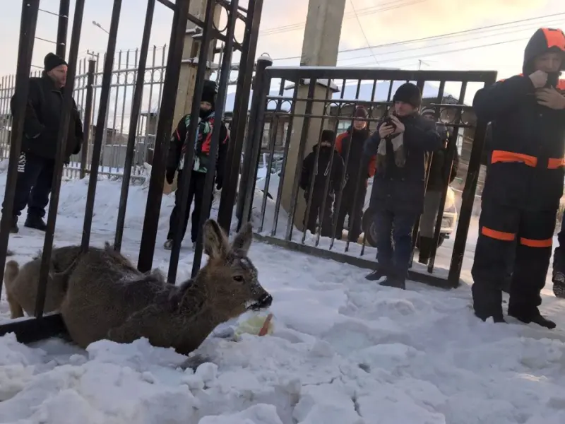 Косулю, застрявшую в ограде на улице Зорге освободили спасатели