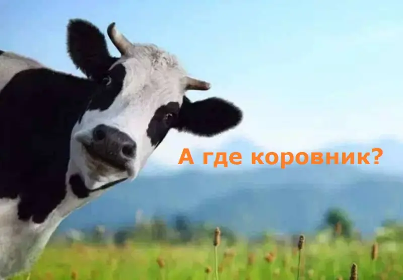 Фермерша из Капитоновки растратила грант предоставленный на строительство коровника
