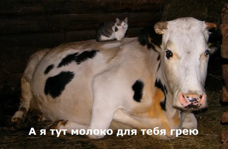 Взял деньги на коровник, но потратил на себя: предприниматель попал под суд за нецелевую растрату субсидии