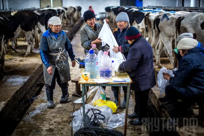 Задолженность животноводческого комплекса «Багарах» сократилась в пять раз