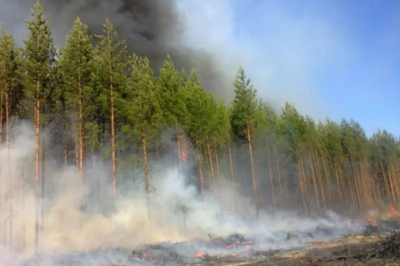 За сутки ликвидировано 6 пожаров, новых лесных пожаров не зарегистрировано
