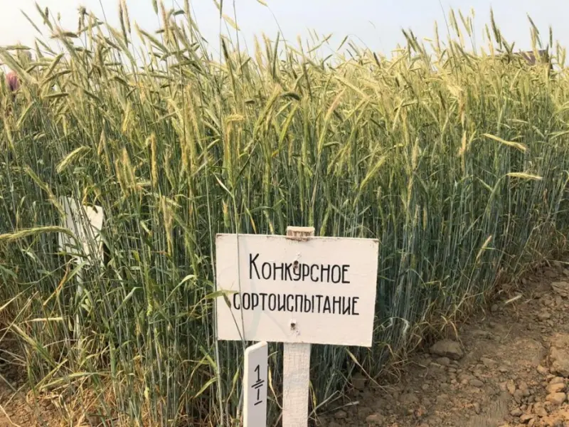 Лето — жаркая пора для селекционеров