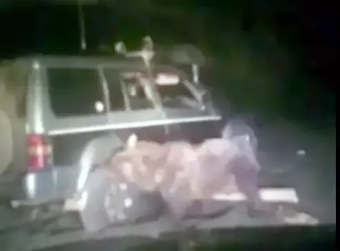 МВД заинтересовалось видео с издевательством над медведем