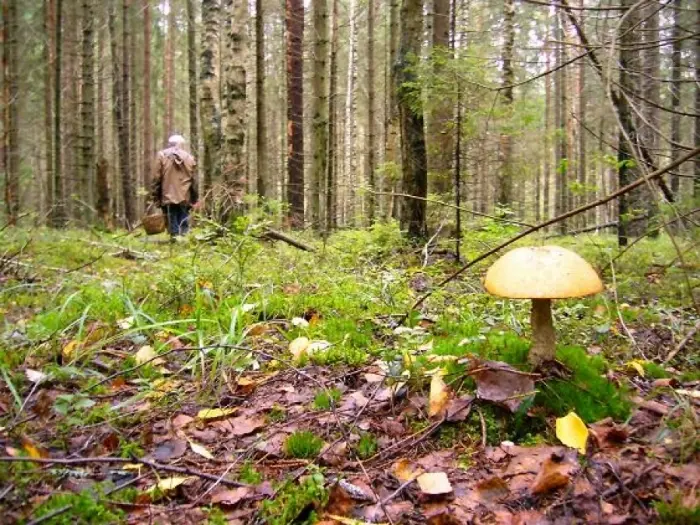 МЧС: Если вы потерялись в лесу…