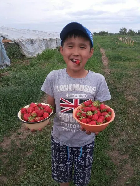Доказано простыми жителями: клубника в Якутии дает хороший урожай