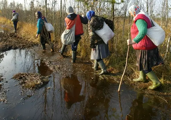 В лес по-ягоды (сроки сбора ягод и плодов)