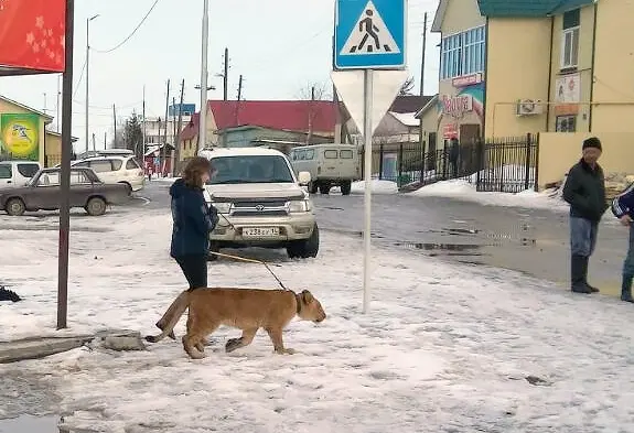 По улицам льва водили