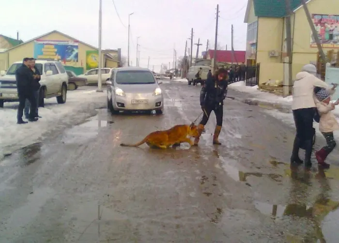 Штраф - за прогулки со львом в Намцах
