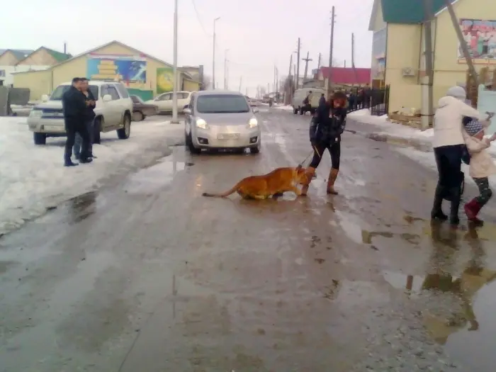 За нападение льва на девочку в Намцах циркачи откупались билетами
