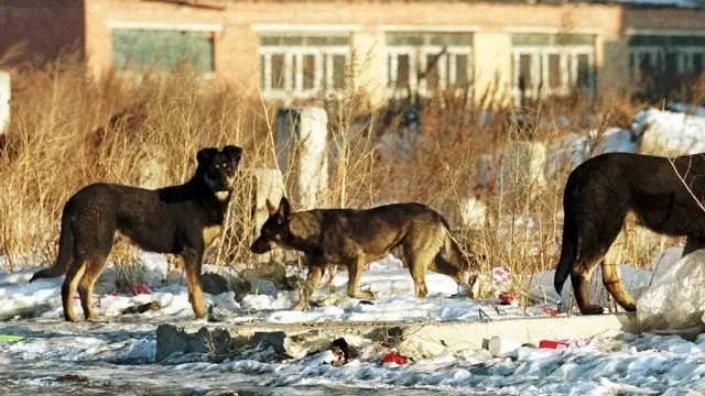 Куда жаловаться на агрессивных собак?