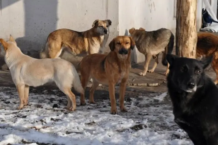«Собачье дело»: городские чиновники должны ответить за халатность 