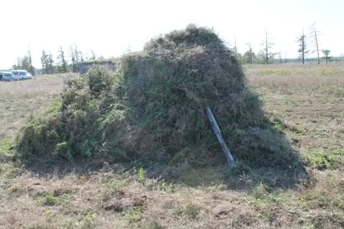 У намского Пабло Эскобара изъяли 700 граммов марихуаны