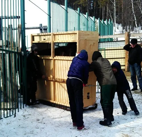 В парке «Живые алмазы Якутии» поселились лосята