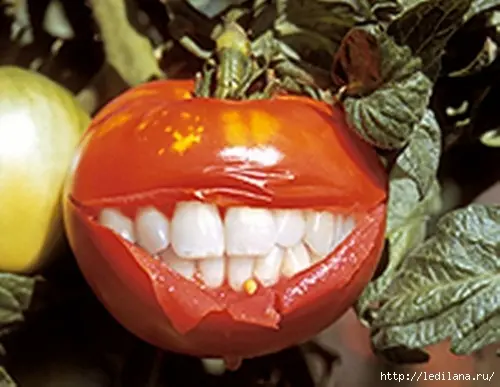 Госдума предлагает приравнять связанную с ГМО деятельность к терроризму