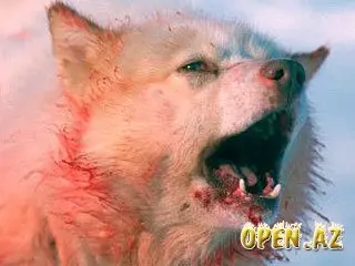 В Беркаките идет охота на псов-людоедов