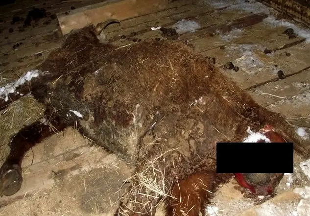 СМИ: поголовье КРС достигло абсолютного минимума за всю историю современной Якутии