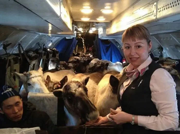 Двое оленей, привезенных на скачки, пали