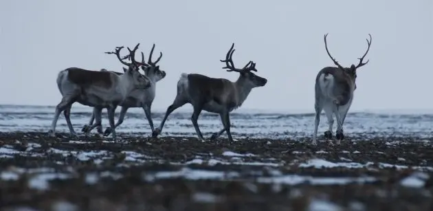 Охотничий промысел угасает