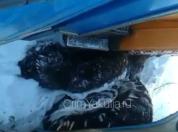 Глава Минохраны природы Якутии прокомментировал видео с жестоким убийством медведя