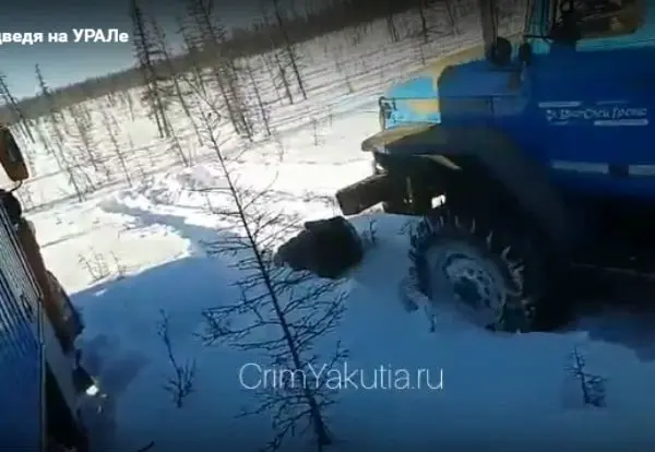 Якутские следователи проводят проверку по факту жестокой расправы над медведем