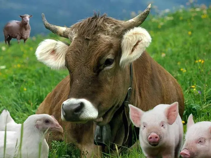 Племенной скот и племенная продукция освобождены от НДС