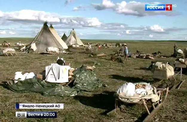 На Ямале массовый падеж оленей от сибирской язвы, в Якутии официально эпидемии нет