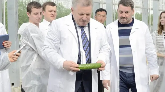 Резидент ТОР "Хабаровск" обвалил рынок огурцов дешевым предложением