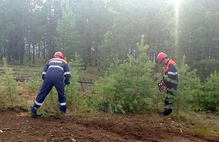 В Центральном энергорайоне очищают просеки ЛЭП от поросли