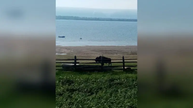 В село Тит-Ары Хангаласского улуса забрел бизон