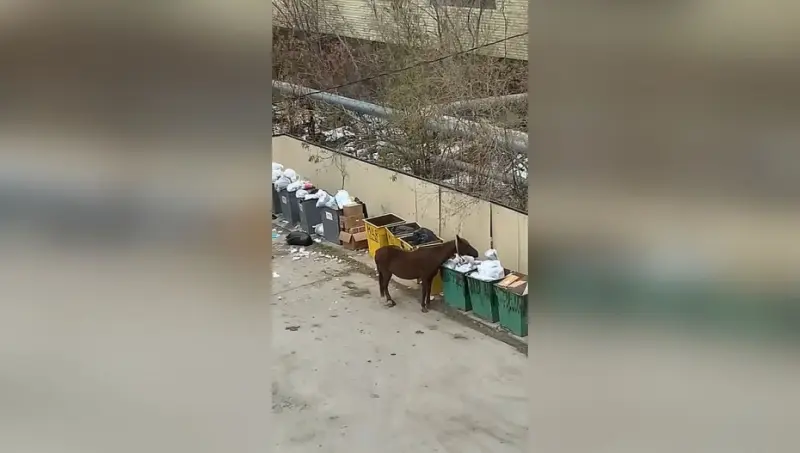Видео-факт: Лошади кормятся из помойки красной зоны ковидного-госпиталя в Якутске