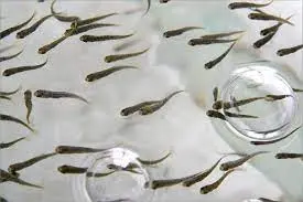 Заключен госконтракт на проектирование осетрового завода в Якутии