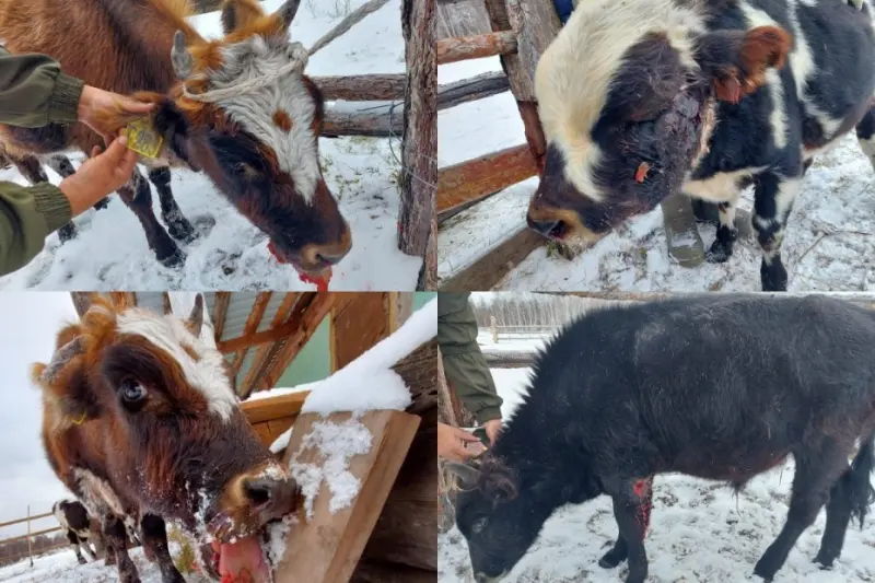 Неизвестные стреляли в скот в Намском улусе